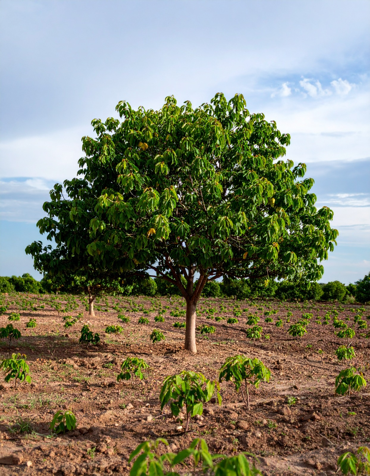 Majestic Mahogany Tree